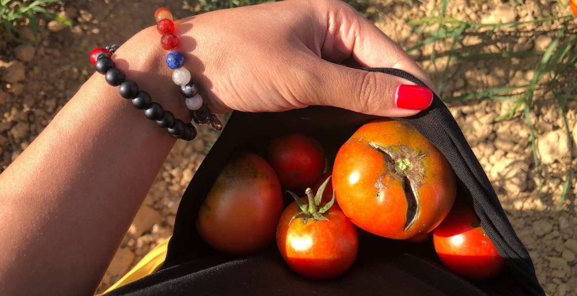 Griechische Tomaten ▶︎ Rotes aus dem Garten I GREEKCUISINEmagazine