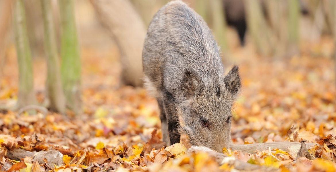 Schwarzer und Weisser Trüffel ▶︎ Kleines Wildschwein beim Trüffel suchen I GREEKCUISINEmagazine