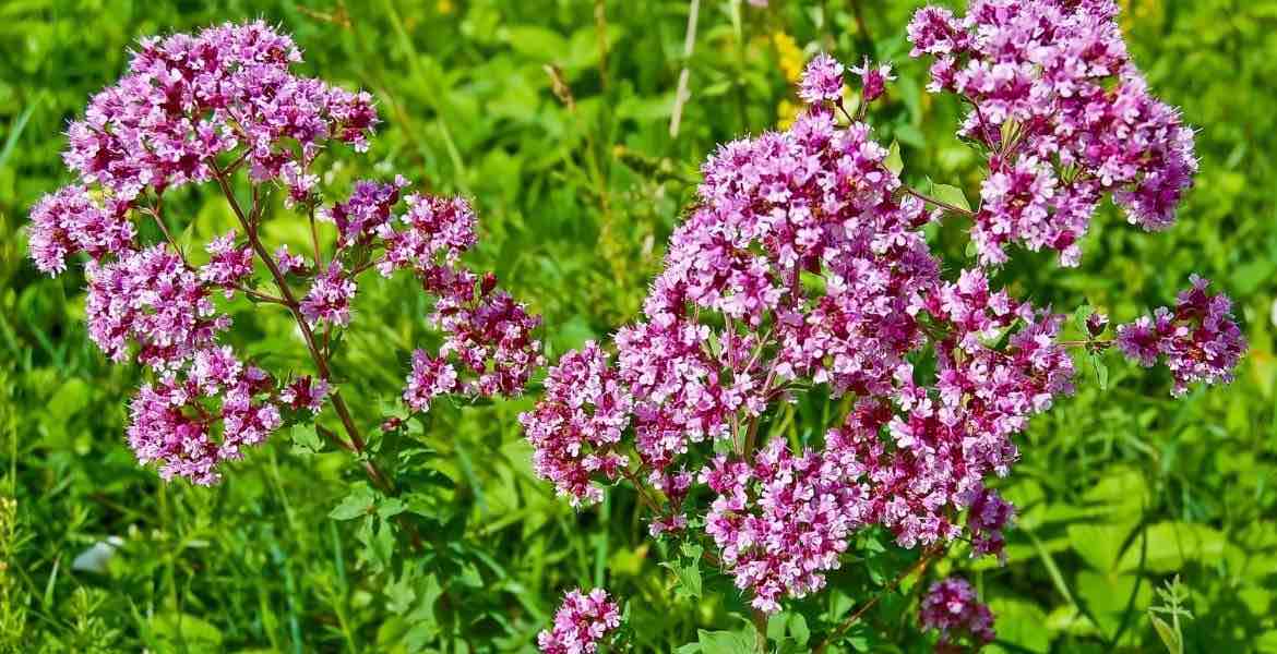 Aromatischer Oregano ▶︎ Lilaoreganoblüte I GREEKCUISINEmagazine